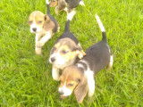 Chiots &agrave; vendre, 3 m&acirc;les/4 femelles tricolores Beagle LOF