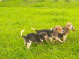 Chiots &agrave; vendre, 3 m&acirc;les/4 femelles tricolores Beagle LOF