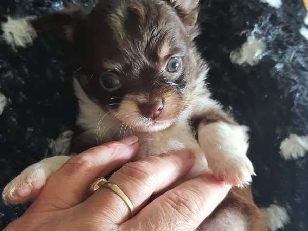 À vendre, chiot mâle Chihuahua chocolat et blanc à poil long LOF