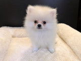 Spitz Nain mâle LOF au pelage blanc disponible à la vente