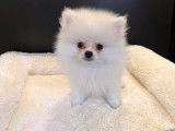 Spitz Nain mâle LOF au pelage blanc disponible à la vente