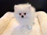 Spitz Nain mâle LOF au pelage blanc disponible à la vente