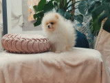 Un chiot nain femelle Spitz Poméranien, ourson crème née en 2021 LOF à céder