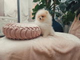 Un chiot nain femelle Spitz Poméranien, ourson crème née en 2021 LOF à céder