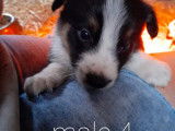 Chiots de race Border Collie &agrave; vendre (3 femelles & 5 m&acirc;les)