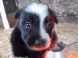 Chiots de race Border Collie &agrave; vendre (3 femelles & 5 m&acirc;les)