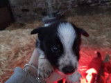 Chiots de race Border Collie &agrave; vendre (3 femelles & 5 m&acirc;les)