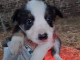 Chiots de race Border Collie &agrave; vendre (3 femelles & 5 m&acirc;les)