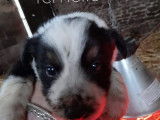 Chiots de race Border Collie &agrave; vendre (3 femelles & 5 m&acirc;les)