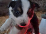 Chiots de race Border Collie &agrave; vendre (3 femelles & 5 m&acirc;les)