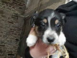 Chiots de race Border Collie &agrave; vendre (3 femelles & 5 m&acirc;les)
