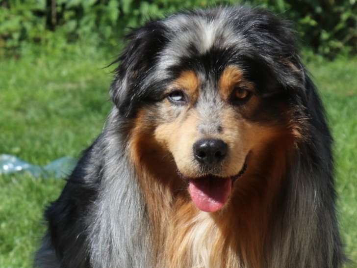 Berger Australien LOF bleu merle, porteur rouge