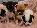 Un chiot mâle noir & blanc Chihuahua non LOF à réserver