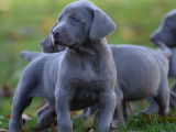 6 chiots Braque de Weimar bleus (3 femelles et 3 m&acirc;les) LOF &agrave; r&eacute;server