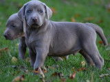 6 chiots Braque de Weimar bleus (3 femelles et 3 m&acirc;les) LOF &agrave; r&eacute;server