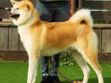 Un chien Akita Inu bicolore LOF disponible pour saillie