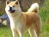 Un chien Akita Inu bicolore LOF disponible pour saillie