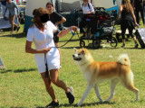 Un chien Akita Inu bicolore LOF disponible pour saillie