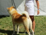 Un chien Akita Inu bicolore LOF disponible pour saillie
