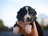 Chiots Berger Australien LOF à réserver