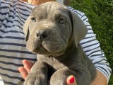 10 chiots Cane Corso (5 mâles et 5 femelles) LOF à acheter