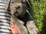 10 chiots Cane Corso (5 mâles et 5 femelles) LOF à acheter