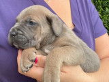 10 chiots Cane Corso (5 mâles et 5 femelles) LOF à acheter
