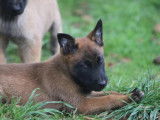 Des chiots Berger Belge Malinois fauves LOF à acheter