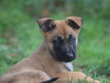 Des chiots Berger Belge Malinois fauves LOF à acheter