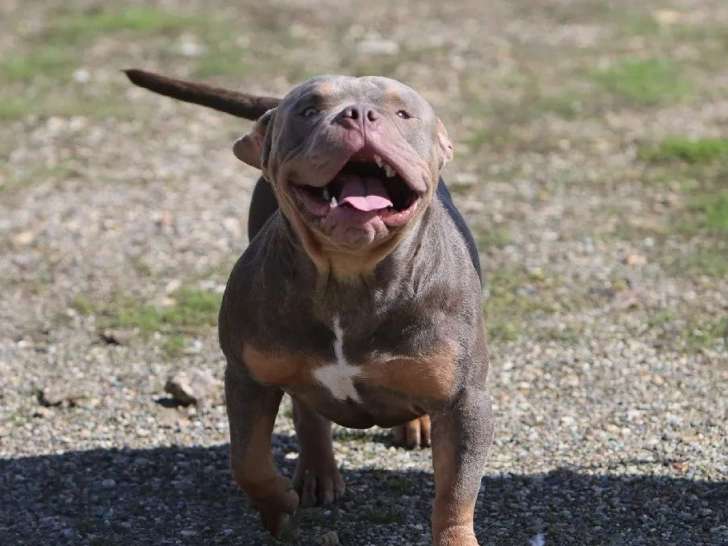 Un chien American Bully tricolore non LOF d'un an à vendre