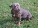Un chien American Bully tricolore non LOF d'un an à vendre