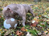De race American Bully disponible pour saillie