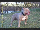 De race American Bully disponible pour saillie