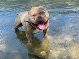 De race American Bully disponible pour saillie