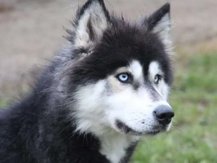 À vendre, chienne Akita Husky noir et blanc âgée de 4 ans (non LOF)