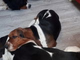 Vente de 2 chiens Basset Hound âgés de deux ans tricolores (LOF)