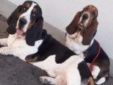 Vente de 2 chiens Basset Hound âgés de deux ans tricolores (LOF)