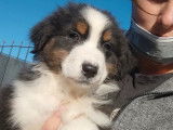 Vente d’un chiot Berger Australien mâle noir tricolore à queue courte (LOF)