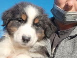Vente d’un chiot Berger Australien mâle noir tricolore à queue courte (LOF)