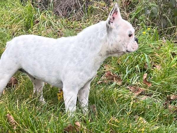 À vendre, chienne Bouledogue Français gris et blanc de 18 mois (non LOF)