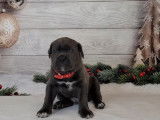 Vente de cinq chiots Cane Corso (LOF) 1 femelle 4 mâles