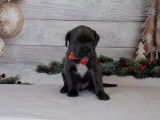 Vente de cinq chiots Cane Corso (LOF) 1 femelle 4 mâles