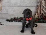 Vente de cinq chiots Cane Corso (LOF) 1 femelle 4 mâles