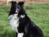 Pour saillies : chien Berger des Shetland LOF noir et blanc âgé de 2 ans