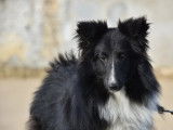 Pour saillies : chien Berger des Shetland LOF noir et blanc âgé de 2 ans