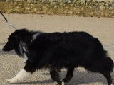 Pour saillies : chien Berger des Shetland LOF noir et blanc âgé de 2 ans