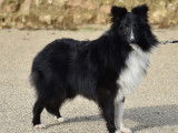 Pour saillies : chien Berger des Shetland LOF noir et blanc âgé de 2 ans