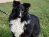 Pour saillies : chien Berger des Shetland LOF noir et blanc âgé de 2 ans