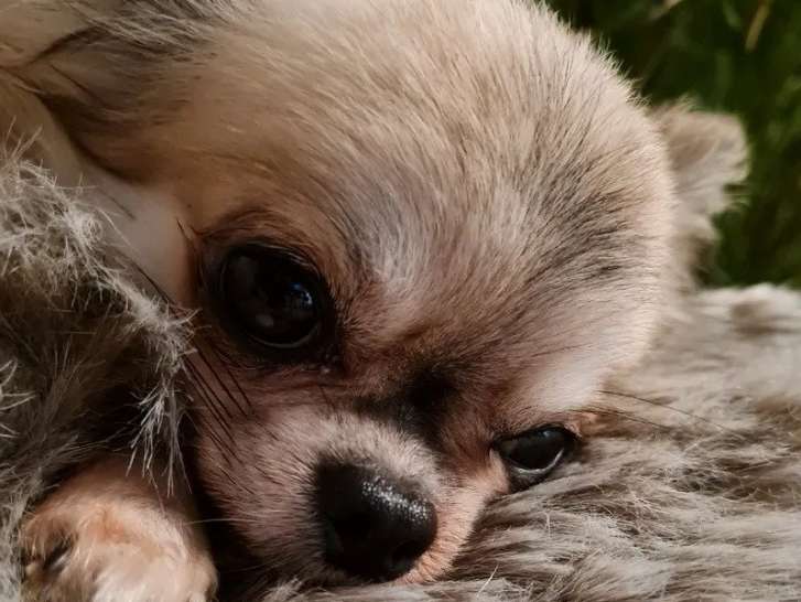 À vendre, un chien Chihuahua mâle beige et noir de 3 ans (non LOF)