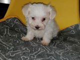 À réserver, 3 chiots Bichons Maltais mâles au pelage blanc (non LOF)